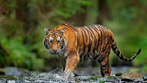 Gujarat roars back on India's tiger map after over 30 years; NTCA declares it 'tiger-present' state