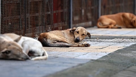 Another 100 stray dogs killed in Telangana village, toll touches 1,200, activists claim