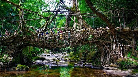India submits nomination of Meghalaya's living root bridges for UNESCO World Heritage site