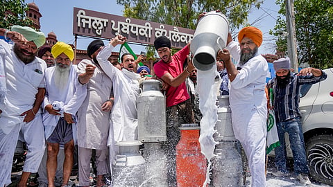 Hundreds of litres of milk poured out in Amritsar as farmers protest inaction over milk adulteration