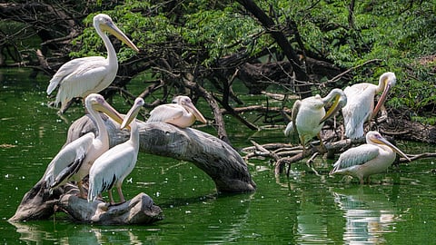 Central Delhi lost 74% of its healthiest ecosystems in 3 decades