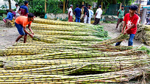 The government has tightened sugar stock rules as retail prices fall from their August peak and the festive season approaches | Representational image/PTI