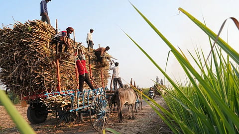 Sugarcane protests delay the 2026-27 crushing season as farmers seek a higher sugar MSP | File Image