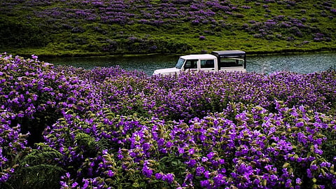 Neelakurinji is famous for flowering in large numbers only once in 12 years | X/@Gokerala_
