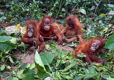 At least five orangutans were rescued by forest officials from Bichitrapur forest area under Bhograi block, in Balasore district, Odisha, on Tuesday | PTI