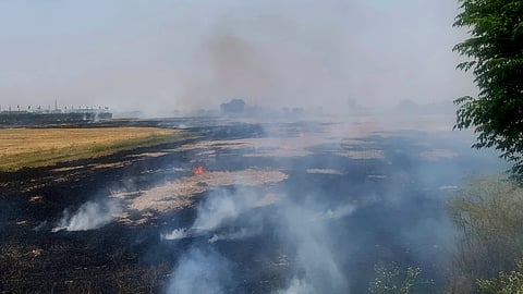 Haryana deploys drones and satellite monitoring to curb stubble burning amid paddy harvesting | File Image