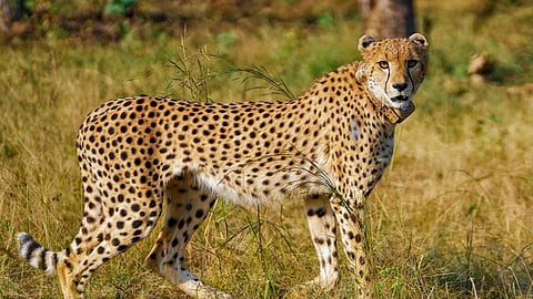 India now has 56 cheetahs, with 52 at Kuno and four at Gandhi Sagar, while another habitat is being prepared at Veerangana Durgavati Tiger Reserve