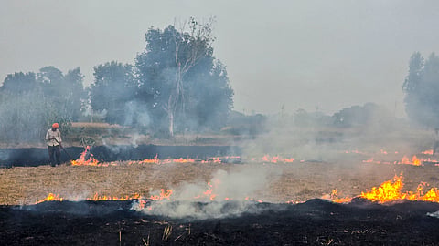 A farmer burns paddy stubble in a field along the Patiala-Rajpura road on the outskirts of Patiala, on Saturday | PTI