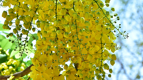ಪ್ರಕೃತಿ ಸೊಬಗು