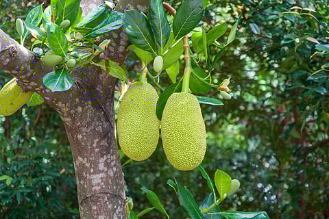 Value added products of organically produced Jackfruit has been processed in the APE jackfruit DA assisted packhouse owned by Phalada Agro Research Foundations (PARF), Bengaluru