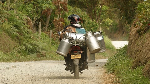Man transporting milk cans