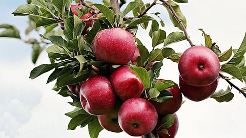 Low-chilling apple variety developed by Himachal farmer spreads far & wide