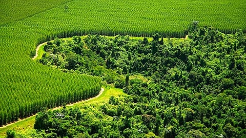Forests Forward is a natural continuation of over 20 years of collaboration between Stora Enso and WWF.