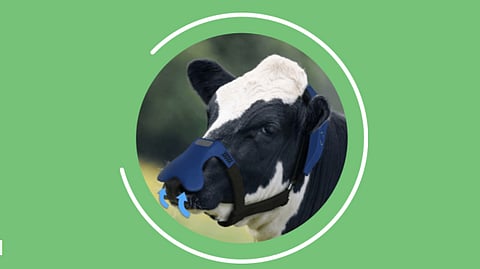 Cargill and ZELP embark on strategic partnership to tackle methane emissions in the dairy industry