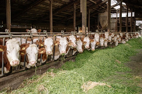 Cabinet approves Realignment of Department of Animal Husbandry & Dairying Schemes