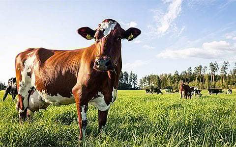 Valio, Atria, & Natural Resources Institute aim for a carbon-neutral food chain