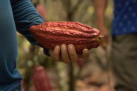 Builds on Mars Wrigley’s decades of innovation in cocoa plant science and agronomy and its partners’ track record of modern agriculture that captures carbon and boosts biodiversity