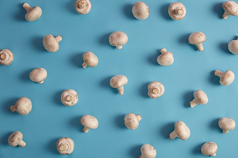 Agri-Tech player Arya organizes training on mushroom cultivation
