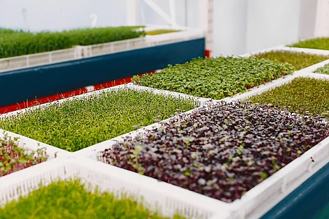 Microgreens – The modern 'Power-food'