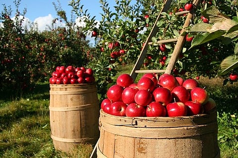 Horticulture Exchange Praman.ai is transforming the Apple trade in J&K