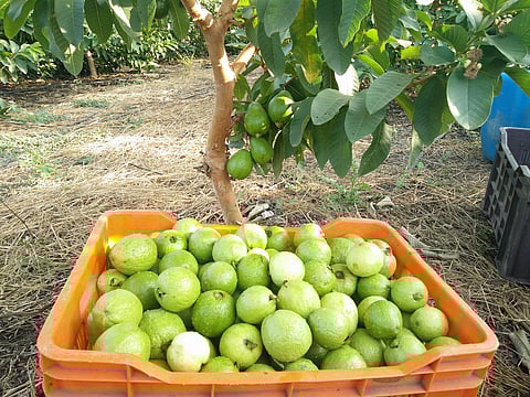 Export of guavas sees a surge; records growth of 260% since 2013