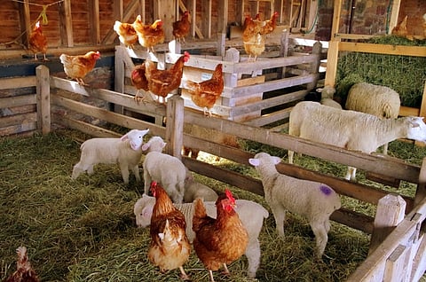 APEDA organizes National Business Meet on promoting exports of value-added meat products