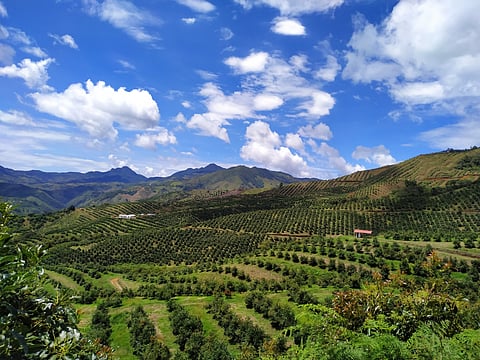 Westfalia’s site in Colombia.