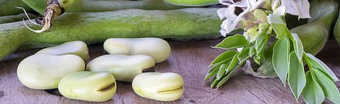 BENEO showcases new Faba Bean ingredients at IFT 2022