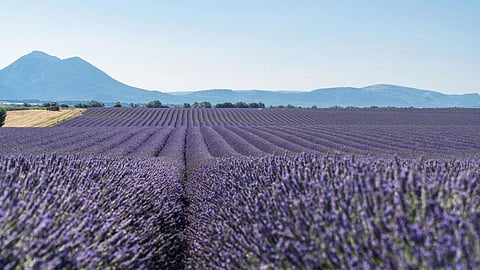 Firmenich delivers record results despite challenging macro-economic environment