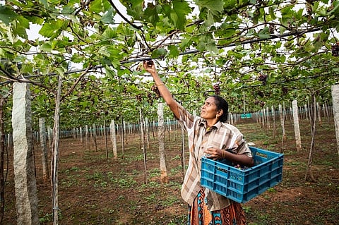 Coca-Cola India’s Project Unnati touched lives of 3.5 lakh plus farmers across 12 states in India