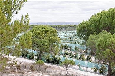 Westfalia’s avocados helping to protect important biodiversity in Portugal