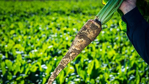 BENEO reduces specific energy consumption while increasing the production capacity of Chicory Root Fibres