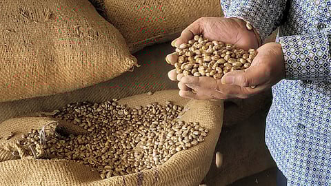 BASF SE and its partners publish year six impacts for ‘Pragati’, the sustainable castor bean program