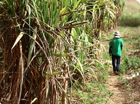 Corbion receives 2023 EcoVadis Gold Rating for Sustainability