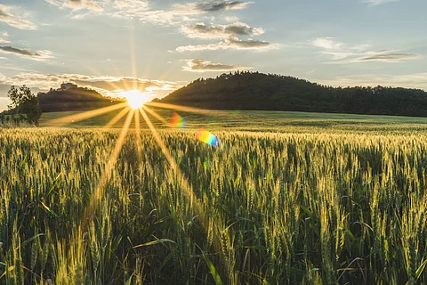 Carlsberg Group plans expanded regenerative barley usage across brands in the UK, Finland, and France