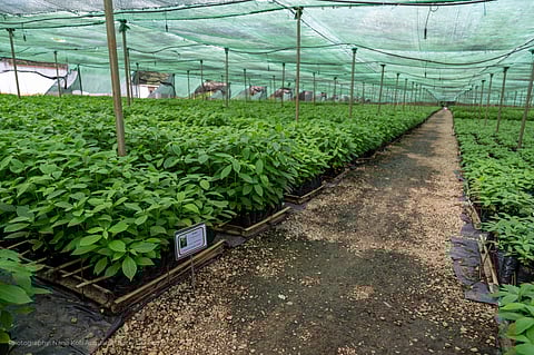 Barry Callebaut sharpens sustainability targets