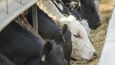 Cargill and partners announce Gold Standard-approved methane emissions reduction methodology for beef producers