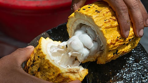 10 years of Cargill cocoa promise in Indonesia