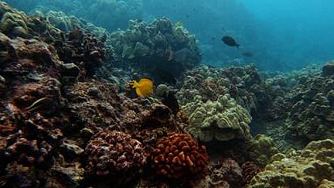 Mars tackles climate change across iconic brands