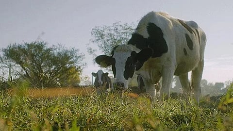 Danone and the Global Methane Hub join forces together to accelerate innovation in methane reduction