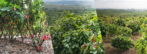 Barry Callebaut to create a fully scalable, sustainable and profitable cocoa farming model for the industry