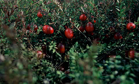 Givaudan to showcase the power of botanicals at Vitafoods Europe