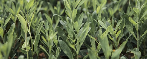 PureCircle awarded plant breeders’ rights for breakthrough Stevia varietal