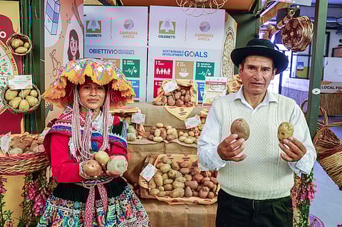 The genetic diversity of potatoes encompasses about 5 000 varieties planted worldwide