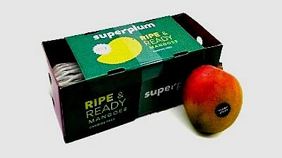 Superplum launches 'Ripe and Ready to Eat' mangoes