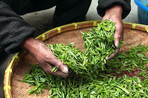 Government offers incentives to small tea growers