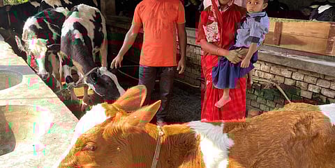 Arla's Danish agri project aims to cut emissions by 30% & boost income for Bangladeshi farmers