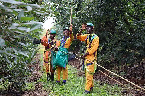 Westfalia Fruit sets the stage for avocado innovation at Fruit Attraction 2024 in Madrid