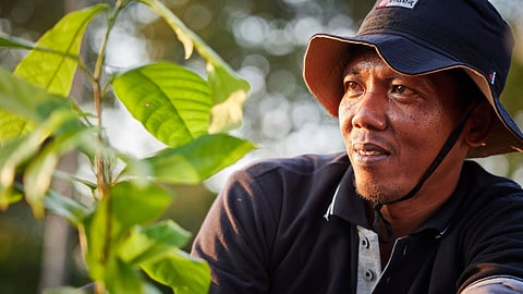 ofi marks first-year milestones in sustainable cocoa and coffee agroforestry in Indonesia with USAID, Hershey, and Rikolto