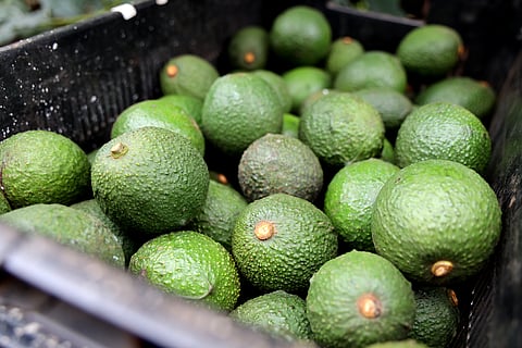 Westfalia Fruit showcased sustainable avocado-based paper and packaging innovation at Fruit Attraction 2024